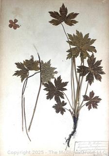 Folio of 22 Dried and Pressed Ornithological Specimens. Professionally Curated in 1888. <br>

<br><br>

Removal Options:<br><br> Sat (Nov 8) & Sun (Nov 9) 11-3pm, 56 Scotch Hill Rd., Cambridge NY 12816<br><br>

Sat (Nov 15) 12-2pm, TMG Warehouse, 2800 Juniper St., Fairfax, VA 22031<br><br>

Request Shipping (david@themcguiregroupllc.com)   