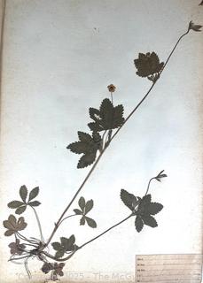 Folio of 22 Dried and Pressed Ornithological Specimens. Professionally Curated in 1888. <br>

<br><br>

Removal Options:<br><br> Sat (Nov 8) & Sun (Nov 9) 11-3pm, 56 Scotch Hill Rd., Cambridge NY 12816<br><br>

Sat (Nov 15) 12-2pm, TMG Warehouse, 2800 Juniper St., Fairfax, VA 22031<br><br>

Request Shipping (david@themcguiregroupllc.com)   