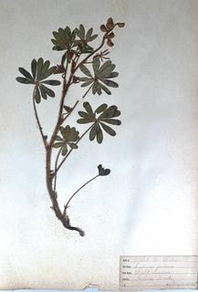 Folio of 22 Dried and Pressed Ornithological Specimens. Professionally Curated in 1888. <br>

<br><br>

Removal Options:<br><br> Sat (Nov 8) & Sun (Nov 9) 11-3pm, 56 Scotch Hill Rd., Cambridge NY 12816<br><br>

Sat (Nov 15) 12-2pm, TMG Warehouse, 2800 Juniper St., Fairfax, VA 22031<br><br>

Request Shipping (david@themcguiregroupllc.com)   