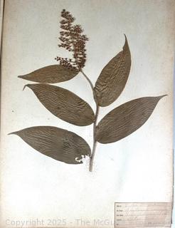 Folio of 22 Dried and Pressed Ornithological Specimens. Professionally Curated in 1888. <br>

<br><br>

Removal Options:<br><br> Sat (Nov 8) & Sun (Nov 9) 11-3pm, 56 Scotch Hill Rd., Cambridge NY 12816<br><br>

Sat (Nov 15) 12-2pm, TMG Warehouse, 2800 Juniper St., Fairfax, VA 22031<br><br>

Request Shipping (david@themcguiregroupllc.com)   