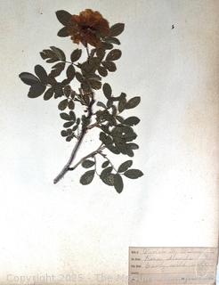 Folio of 22 Dried and Pressed Ornithological Specimens. Professionally Curated in 1888. <br>

<br><br>

Removal Options:<br><br> Sat (Nov 8) & Sun (Nov 9) 11-3pm, 56 Scotch Hill Rd., Cambridge NY 12816<br><br>

Sat (Nov 15) 12-2pm, TMG Warehouse, 2800 Juniper St., Fairfax, VA 22031<br><br>

Request Shipping (david@themcguiregroupllc.com)   