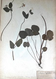 Folio of 22 Dried and Pressed Ornithological Specimens. Professionally Curated in 1888. <br>

<br><br>

Removal Options:<br><br> Sat (Nov 8) & Sun (Nov 9) 11-3pm, 56 Scotch Hill Rd., Cambridge NY 12816<br><br>

Sat (Nov 15) 12-2pm, TMG Warehouse, 2800 Juniper St., Fairfax, VA 22031<br><br>

Request Shipping (david@themcguiregroupllc.com)   