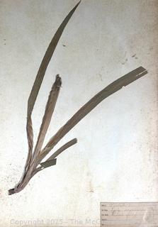 Folio of 22 Dried and Pressed Ornithological Specimens. Professionally Curated in 1888. <br>

<br><br>

Removal Options:<br><br> Sat (Nov 8) & Sun (Nov 9) 11-3pm, 56 Scotch Hill Rd., Cambridge NY 12816<br><br>

Sat (Nov 15) 12-2pm, TMG Warehouse, 2800 Juniper St., Fairfax, VA 22031<br><br>

Request Shipping (david@themcguiregroupllc.com)   