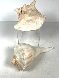 Two (2) Conch Shells 