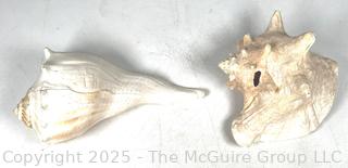 Two (2) Conch Shells 
