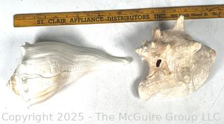 Two (2) Conch Shells 