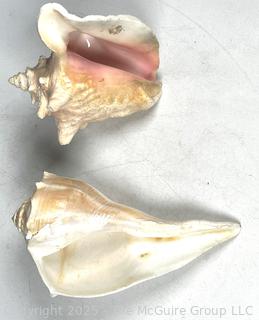 Two (2) Conch Shells 