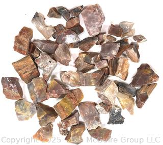 Collection of Petrified Wood Fossils