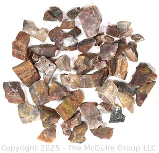 Collection of Petrified Wood Fossils