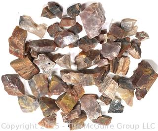 Collection of Petrified Wood Fossils
