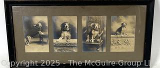 Victorian Framed Under Glass Photographs of Family Dog. 