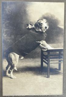 Victorian Framed Under Glass Photographs of Family Dog. 