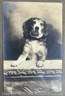 Victorian Framed Under Glass Photographs of Family Dog. 