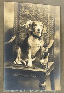 Victorian Framed Under Glass Photographs of Family Dog. 