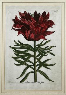 Framed Under Glass Lithograph of Flower. 19" x 23"