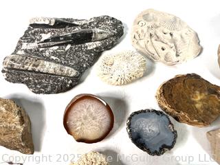Collections of Fossils, Rocks and Geodes