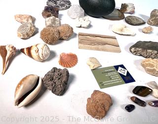 Collection of Rocks and Shells