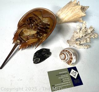 Group of Sea Shells Including Horseshoe Crab