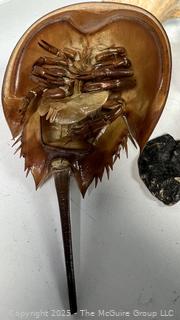 Group of Sea Shells Including Horseshoe Crab