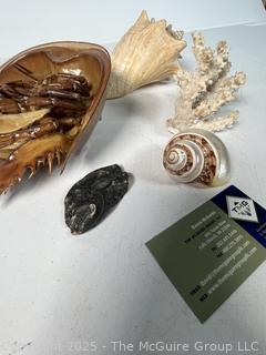 Group of Sea Shells Including Horseshoe Crab