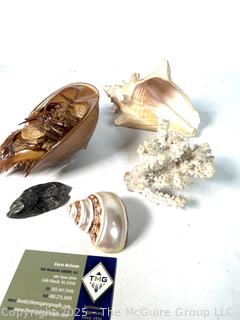 Group of Sea Shells Including Horseshoe Crab