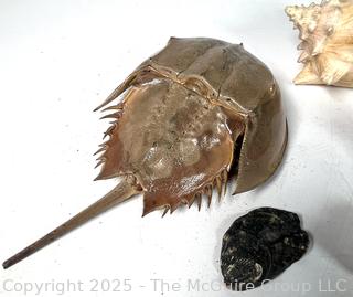 Group of Sea Shells Including Horseshoe Crab