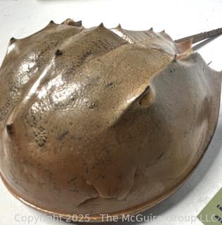 Group of Sea Shells Including Horseshoe Crab