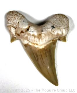 Otodus Shark Tooth Fossil.  2.5" 