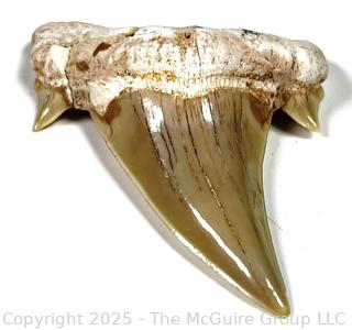 Otodus Shark Tooth Fossil.  2.5" 
