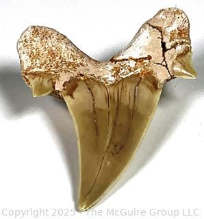 Otodus Shark Tooth Fossil.  2.5" 