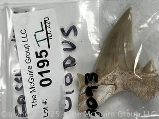 Otodus Shark Tooth Fossil.  2.5" 