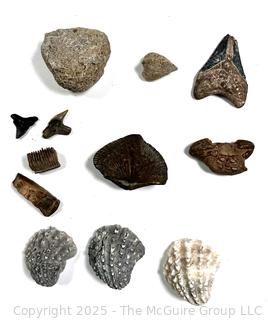 Collection of Fossils Including Crab