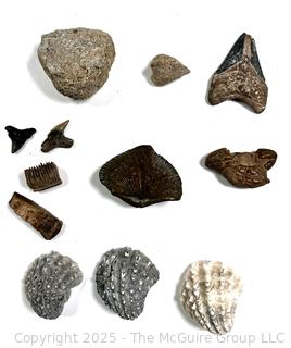 Collection of Fossils Including Crab