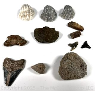 Collection of Fossils Including Crab
