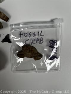 Collection of Fossils Including Crab