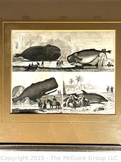 Framed Under Glass Lithograph of Whales.  