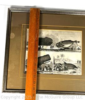 Framed Under Glass Lithograph of Whales.  