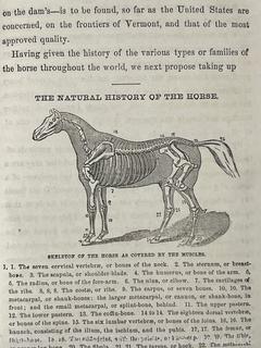 The Horse And His Diseases, By Robert Jennings V.S. 1862 Hc John E. Potter
