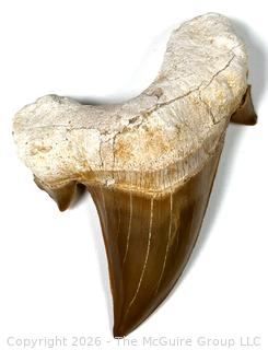 Otodus Shark Tooth Fossil. 2.5"