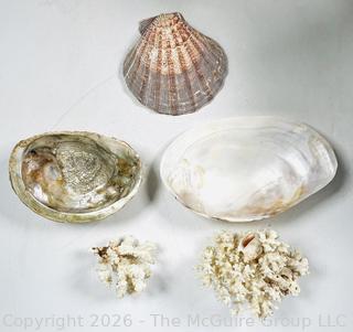 Collection of Shells and Coral 