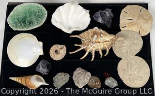 Collection of Rocks, Fossils and Shells