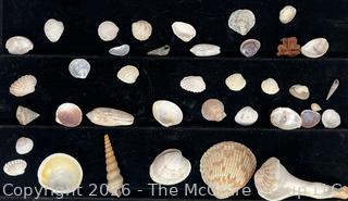 Collection of Rocks, Fossils and Shells