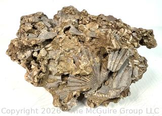 Mass Crinoid and Shell Death Sea Bed Fossil