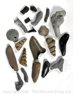 Collection of Fossils 