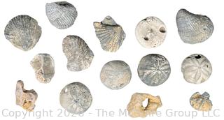 Collection of Fossils 