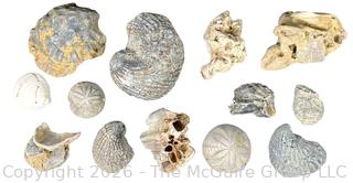 Collection of Fossils 
