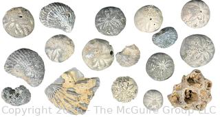 Collection of Fossils 