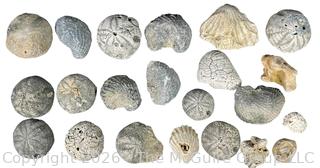 Collection of Fossils 