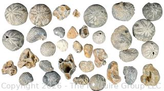Collection of Fossils 