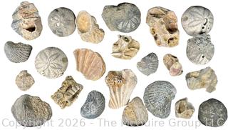 Collection of Fossils 